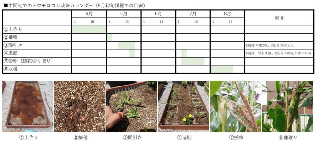 スイートコーン栽培の手引きvalor-navi バローナビ