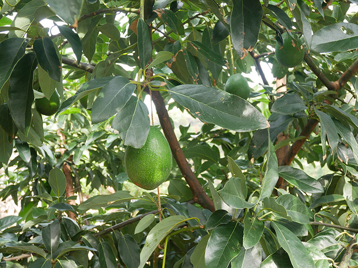 当園の想い – Avocado Lounge Arita アボカドラウンジ有田