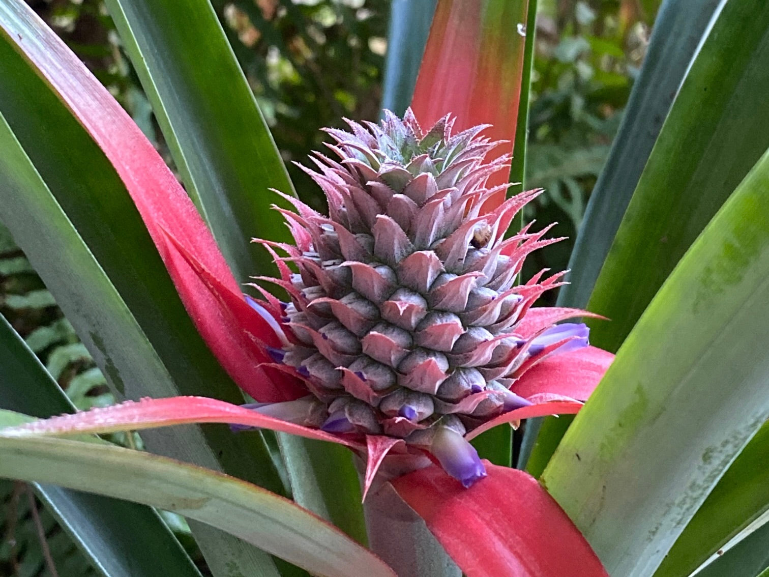 庭でパイナップル栽培 - ハワイ流でパインを挿し木しました - 村内伸弘のブログが好き😍