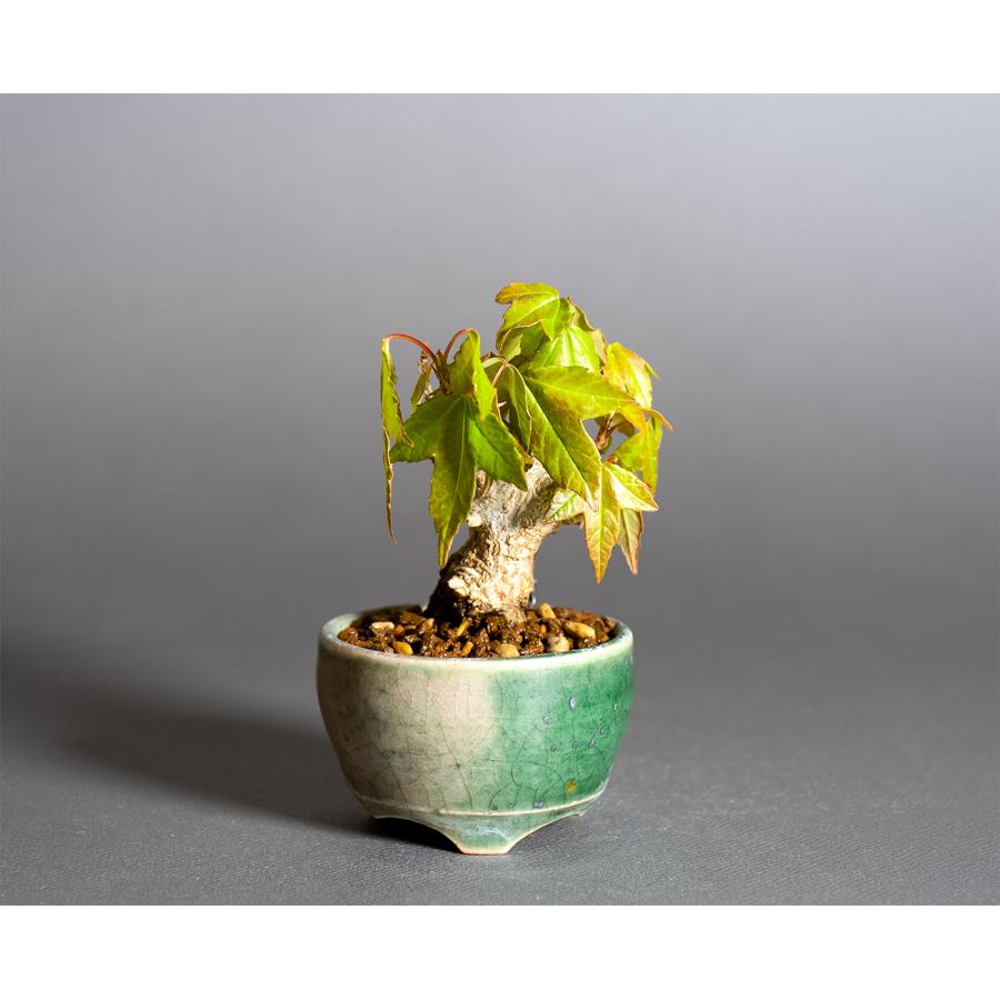 長寿梅 赤花 赤花一重長寿梅-503小品盆栽 ミニ盆栽 豆盆栽 花