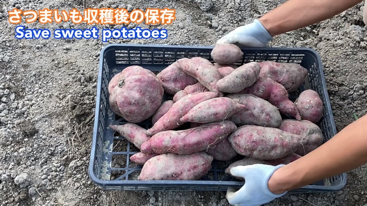 さつまいもの保存方法！常温・冷蔵・冷凍別の保存期間、カット後も長持ちさせるコツも紹介キッコーマンホームクッキング