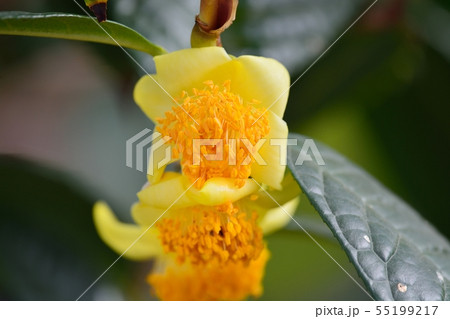 黄色っぽい大葉食べられますか？ 写真付- ベランダで育てた大- Yahoo!知恵袋