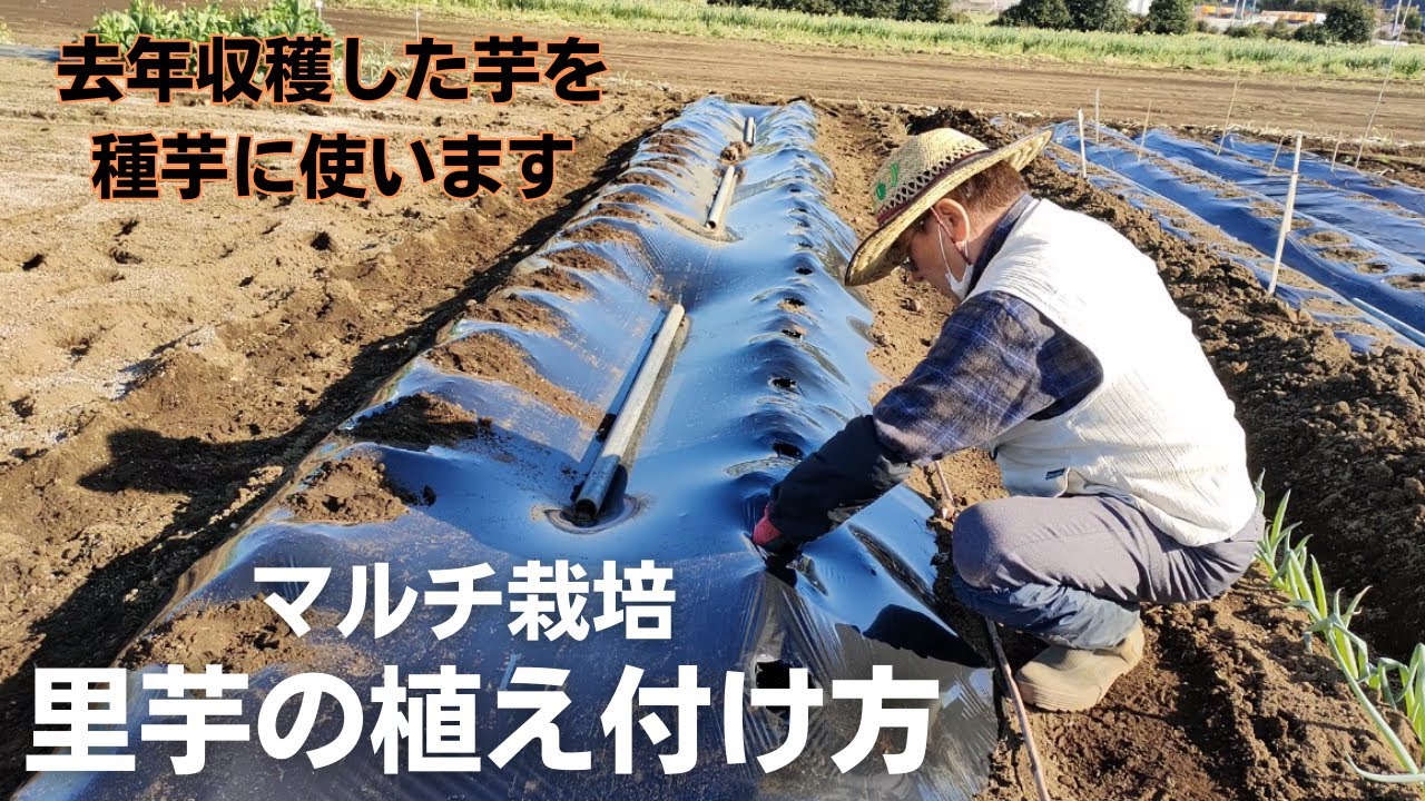 サトイモ 里芋 の育て方と栽培のコツやまむファーム