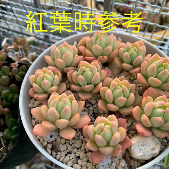 多肉植物 マッコス - メルカリ