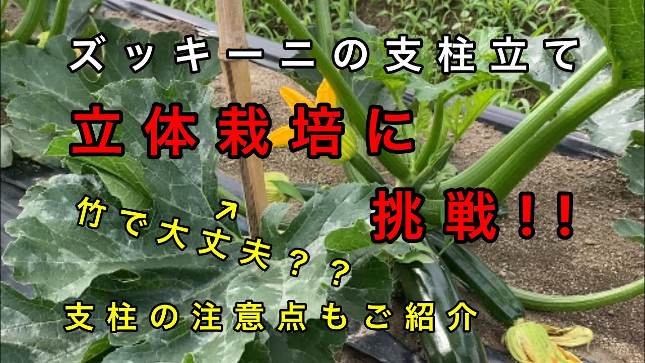 ズッキーニの栽培プランターのサイズは？支柱の立て方や収穫時期は？🍀GreenSnap グリーンスナップ