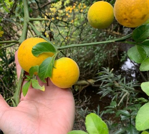 カラタチの果汁を飲む 2024年11月13日の昼 のらの へつべえ