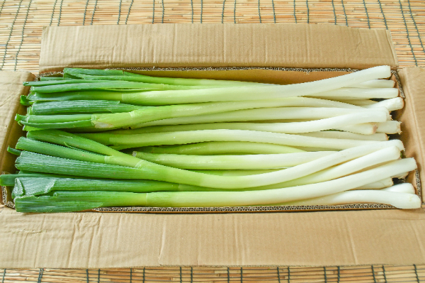オトナの旬食手帳＞ メタボにも効果抜群？！ 栄養価の高い冬の野菜『ネギ』の魅力に迫る。IKITOKI