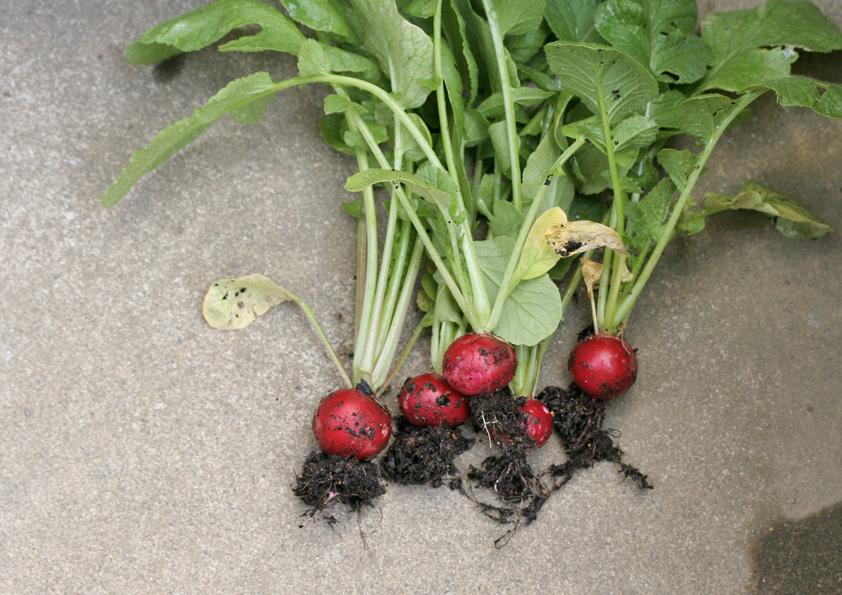 葉大根の育て方