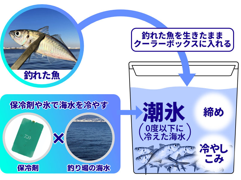 釣った魚の保存方法 少ない手間と道具で、刺身をおいしく３日味わうのびるら釣りブログ