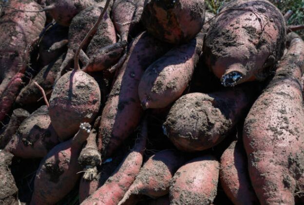 さつまいもは芽が出ても捨てないで！扱い方に「いいこと教わった」「もったいないことしてた」 - macaroni