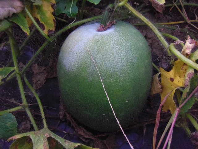 冬瓜の栽培方法と庭で育てる楽しみ