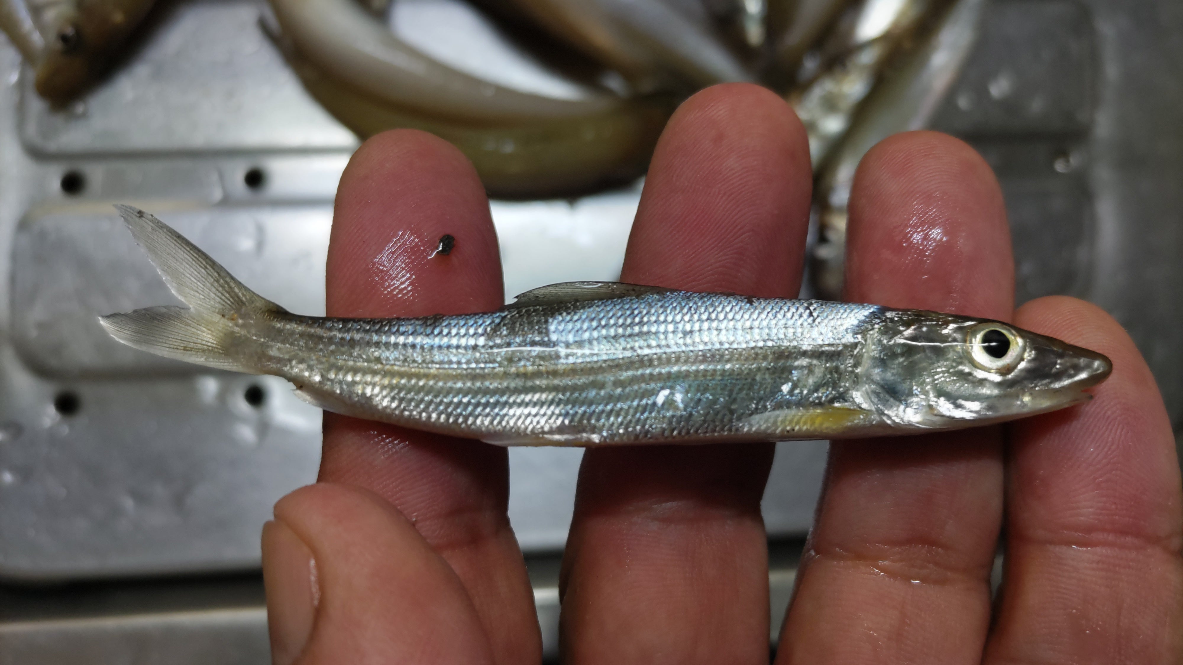 日本のボーンフィッシュたちとフライフィッシングTokyo Fly Fishing & Country Club東京フライフィッシング＆カントリークラブ