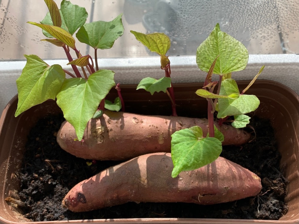 芽が出たサツマイモは「捨てないで！」 意外と知らない対処法とは？ – grapeグレイプ