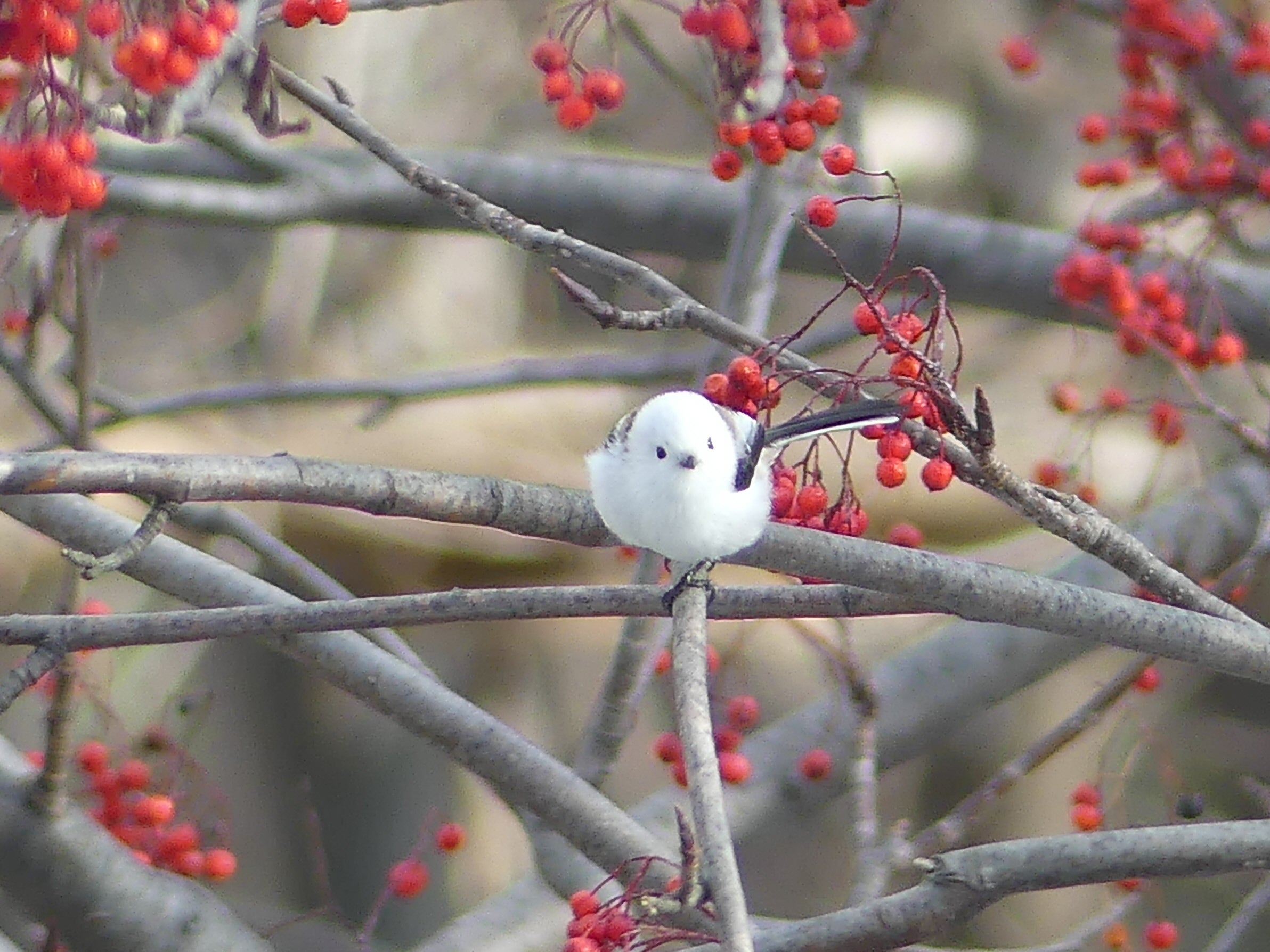 庭桜 ニワザクラ の実の行方: 八木軽便鉄道・社長室