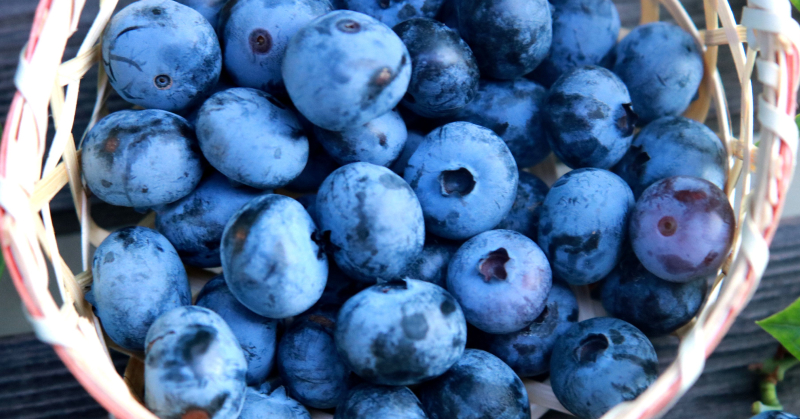 青い果物15種類を一覧で！味わい・旬など特徴や活用レシピも紹介！ ちそう