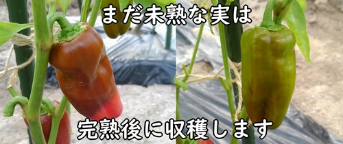 vol.1『ぱぷ丸』～ぱぷ丸の魅力と栽培方法①～投稿大和農園