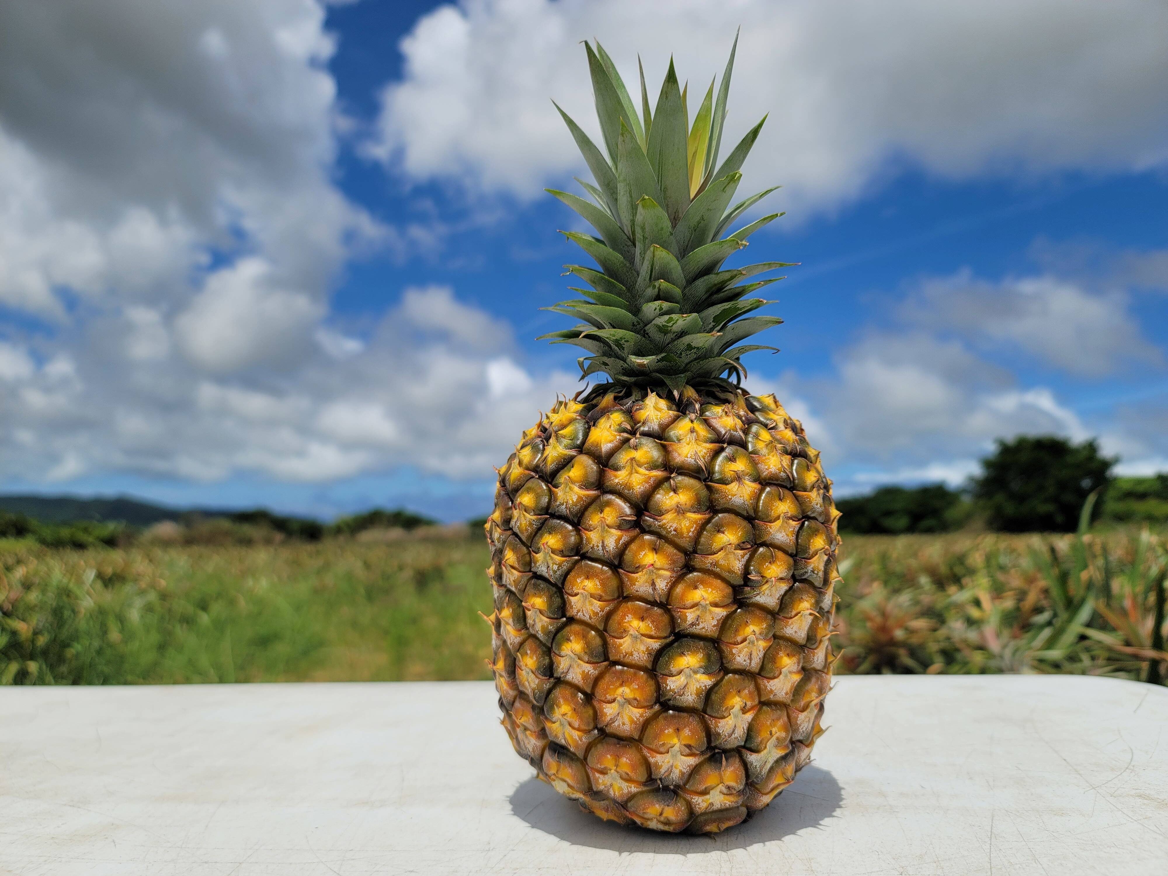 濃蜜 ゴールドバレル パイン 2.5kg 沖縄県産 ＜送料無料＞ 6月上旬から順次出荷 国産 パイナップル 果物 フルーツ 大嶌屋 おおしまやおおしま屋 大嶌屋