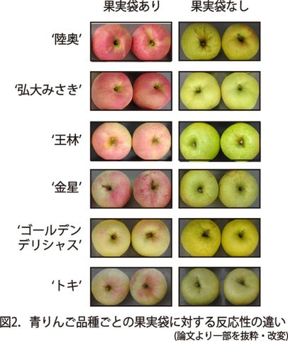 りんごの品種青森りんご公式サイト 一社 青森県りんご対策協議会
