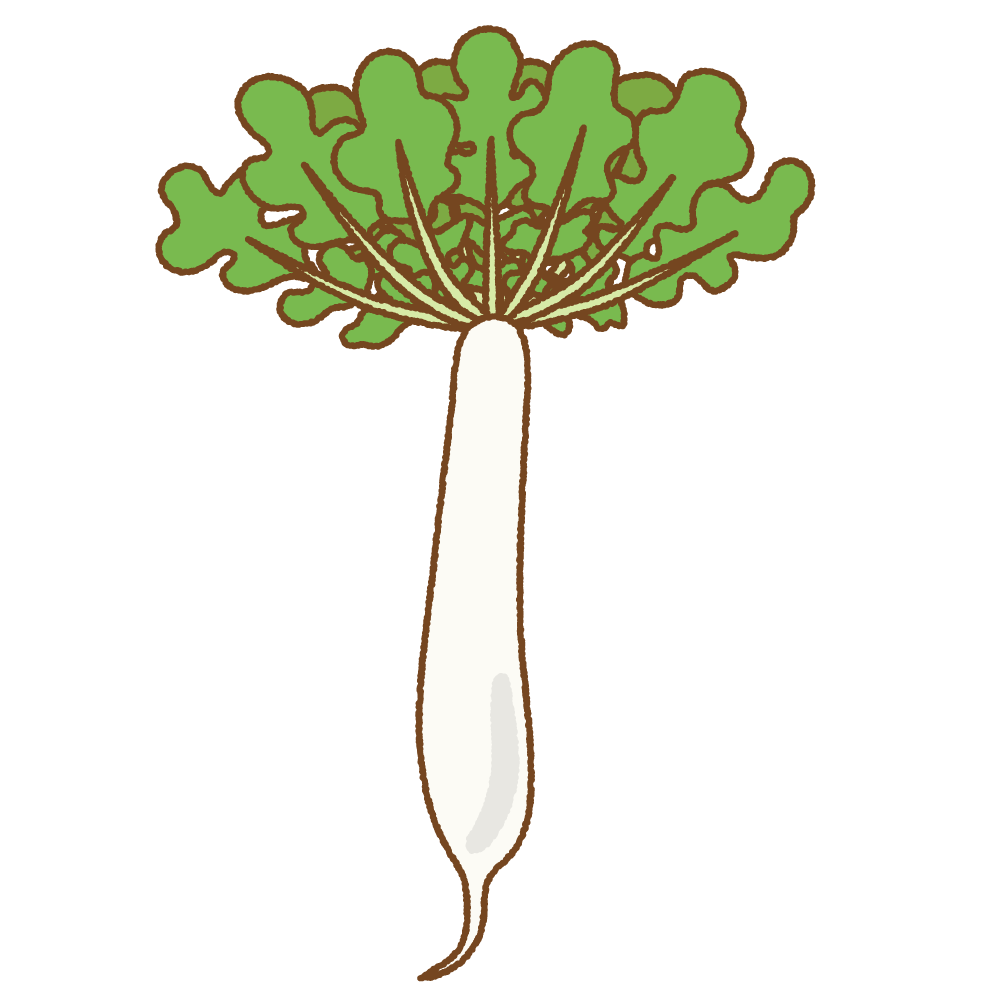 大根 だいこん・ダイコン のイラスト商用フリー 無料 のイラスト素材なら「イラストマンション」