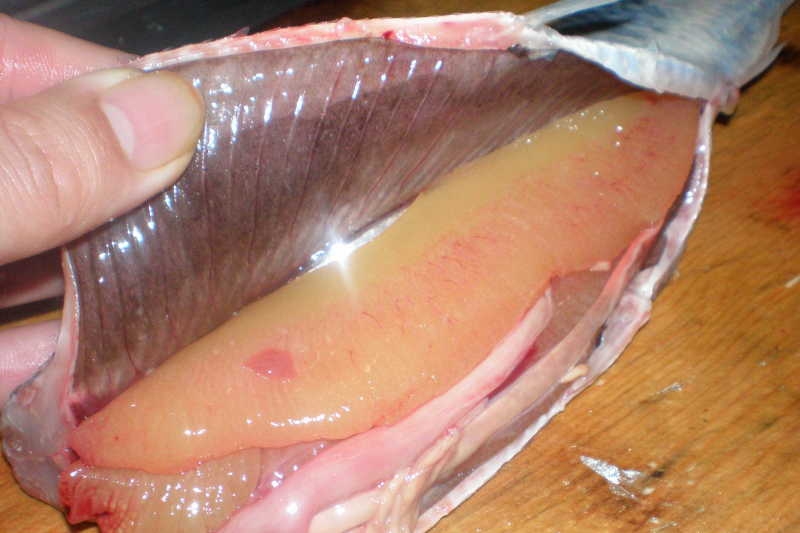 ニシン 鰊 にしん ：旬の魚介百科