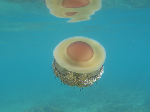 すみだ水族館 - ＼デビュー✨目玉焼き❓ いえ、クラゲです❗️ 大事なことなので、もう一度言います。 決して目玉焼きではありません❗️❗️でも英名は「Fried egg jellyfish」🍳 名前をつけた人にも、目玉焼きに見えてしまったんですね😊Facebook