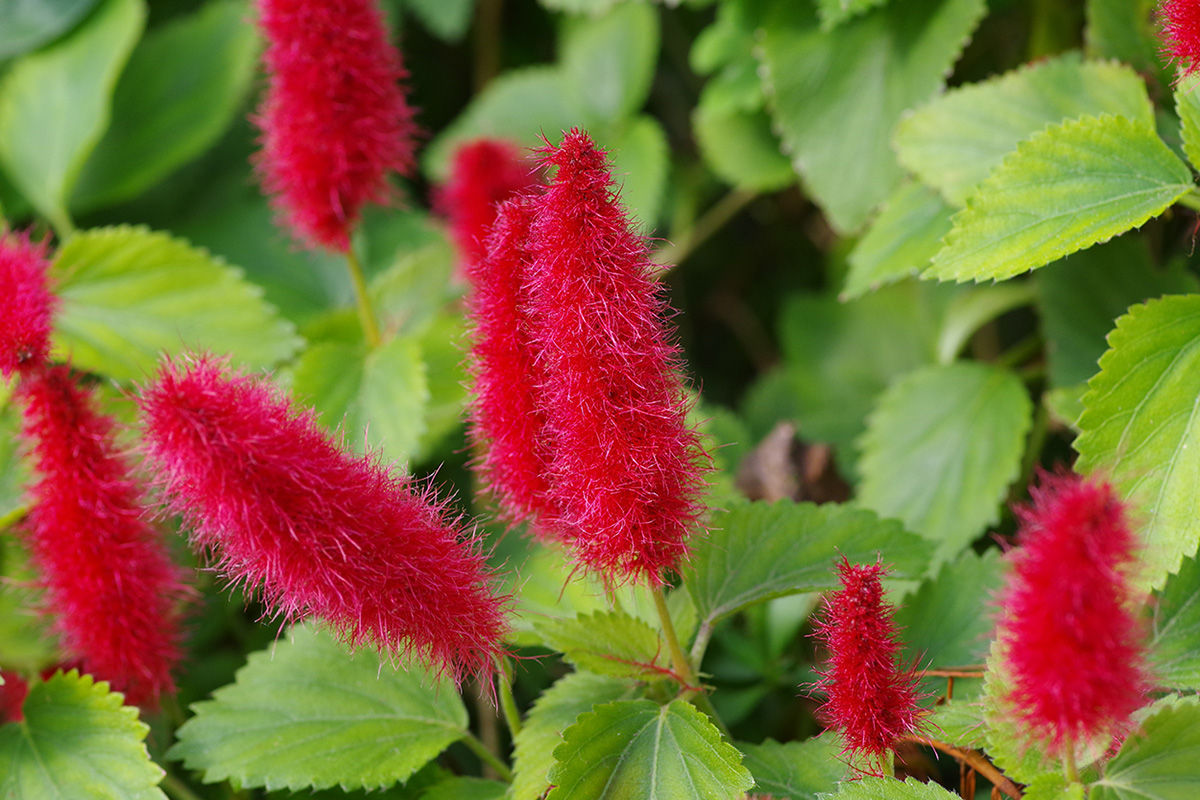 アカリファの育て方KINCHO園芸