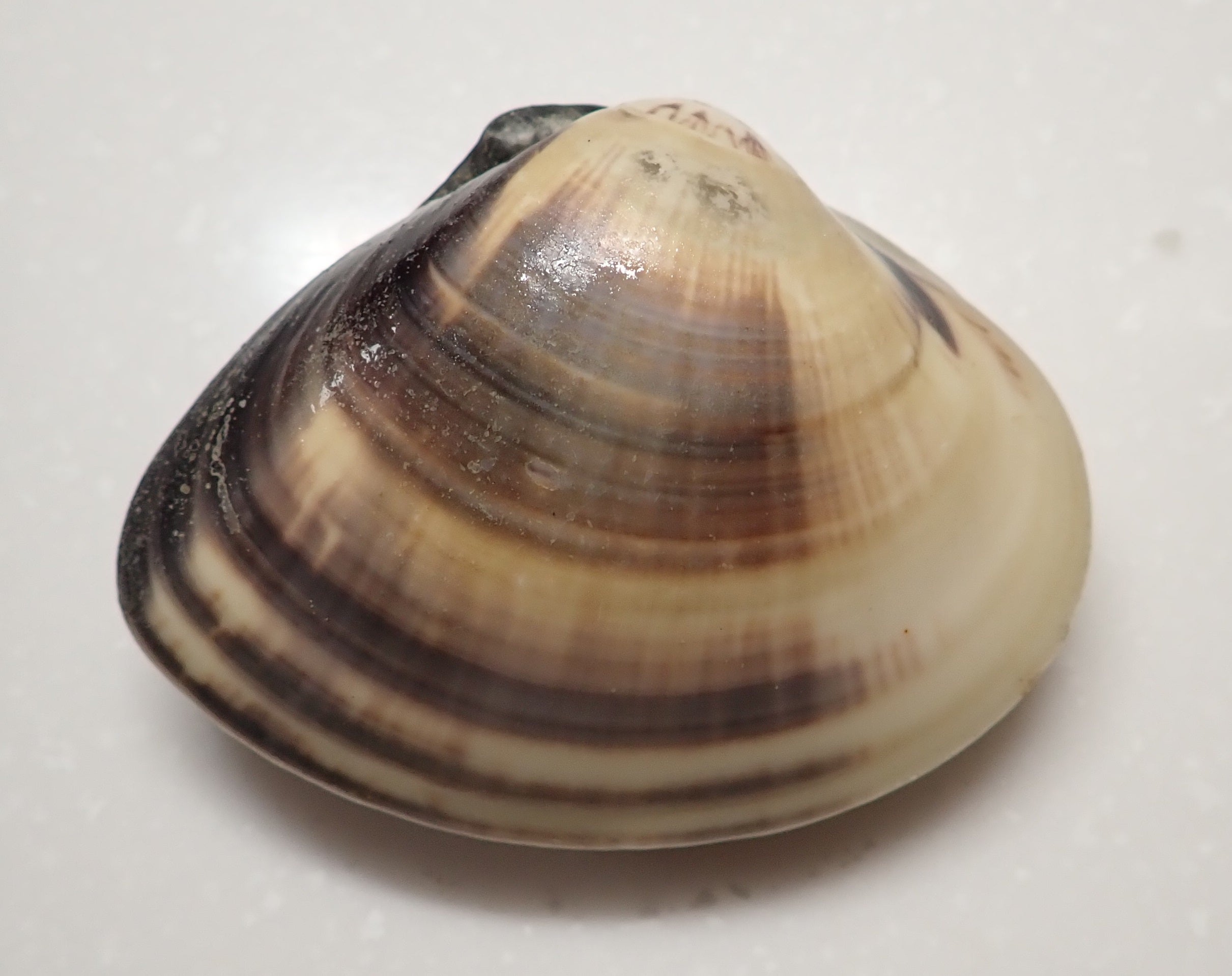 潮干狩りでハマグリを採るコツ 貝が好む場所・掘り方・注意点を徹底解説TSURINEWS