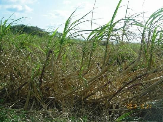Sugar Cane シュガーケーン 沖縄砂糖黍 柿渋染 セルビッチカラーデニムパンツ 34 メンズ 東洋エンタープライズ SC40302 商品細節JDirectItems AuctionOne Map by FROM JAPAN
