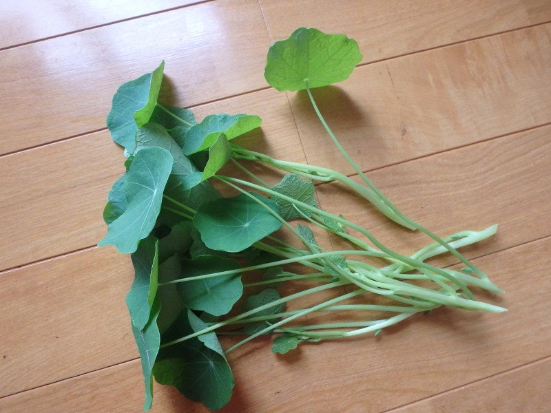 ナスタチウムの食べ方、ナスタチウムは花、葉、実が食用になる、ナスタチウムの育て方と食べられないナスタチウムに要注意Balcofarmベランダガーデニングのブログ
