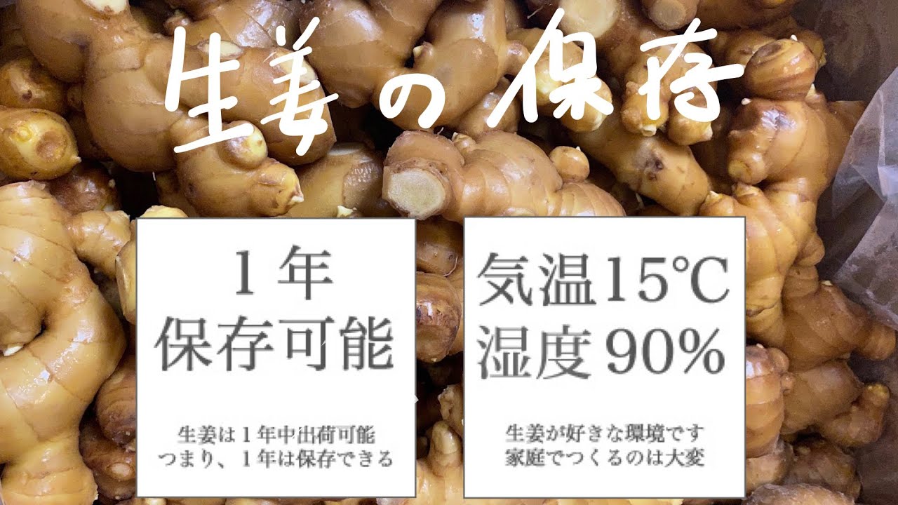 ショウガ栽培＆育て方！初心者もプランターでOK、病害虫に強いカゴメ株式会社