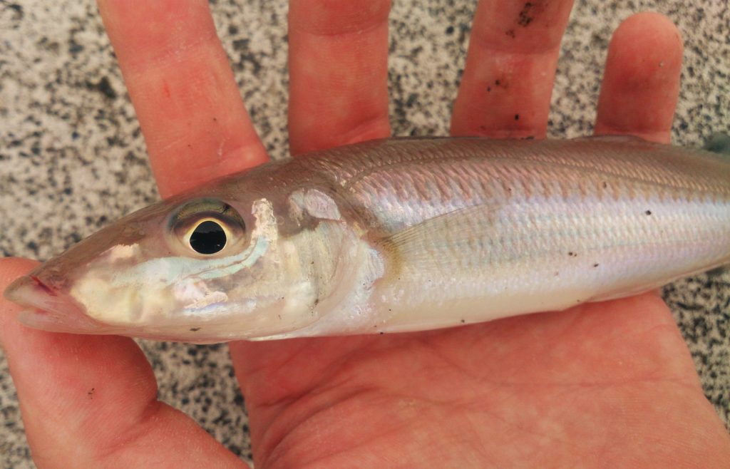 シロギスの特徴・見分け方写真から探せる魚図鑑