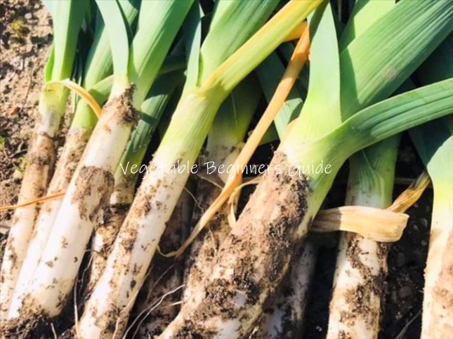 長ネギそっくりなリーキ Leek の食べ方ポロネギ, 西洋ネギアメリカで野菜を美味しく 写真付き- Mamemiso diary