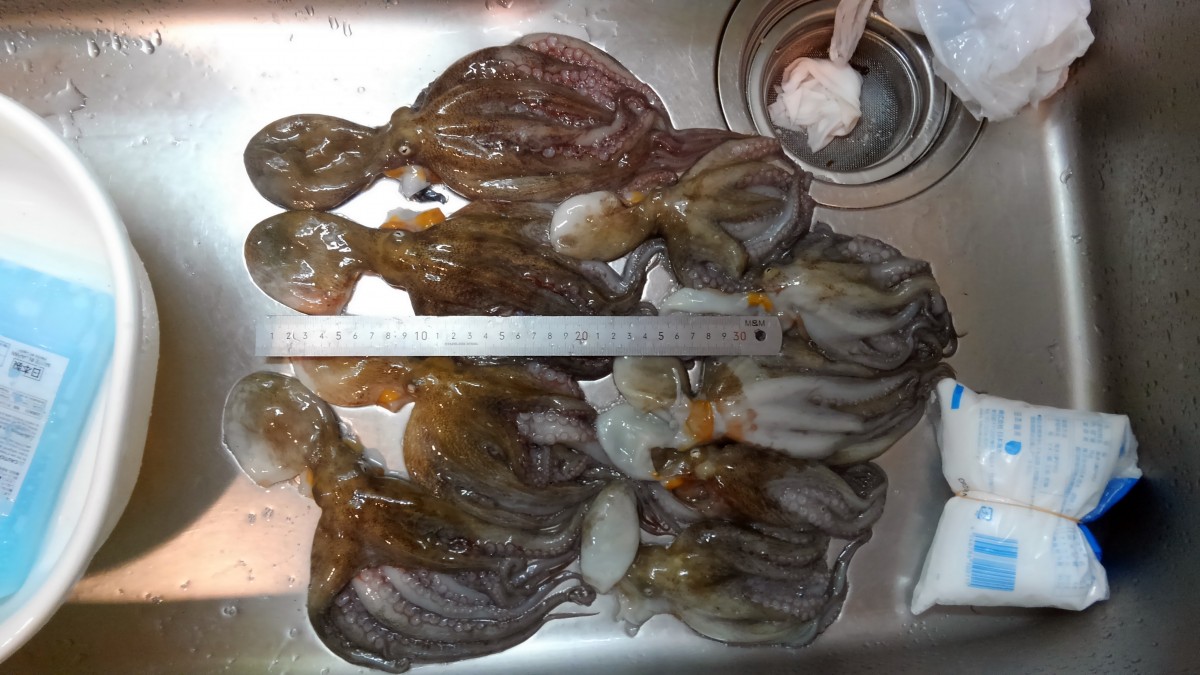 タコの卵 たこまんま の食べ方絵本とWebと