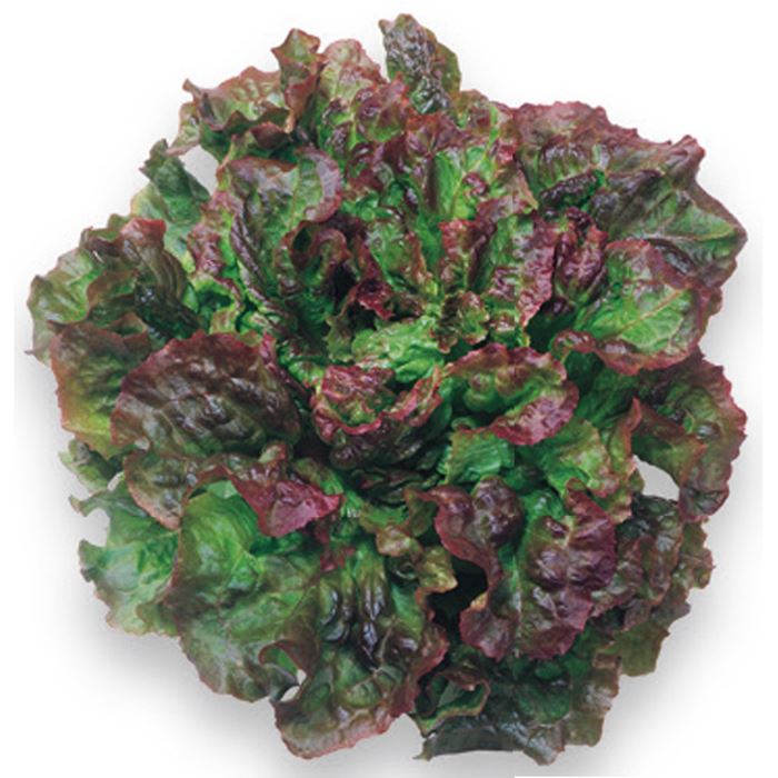 サニーレタス栽培☆終了のサイン暇人主婦の家庭菜園 - 楽天ブログ