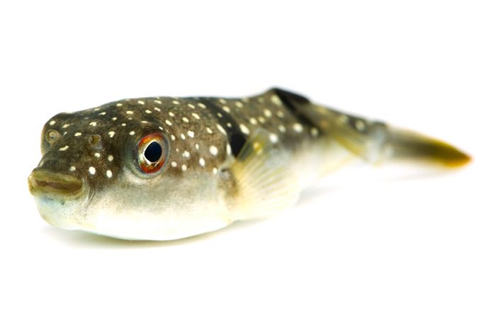 クサフグの特徴・見分け方写真から探せる魚図鑑