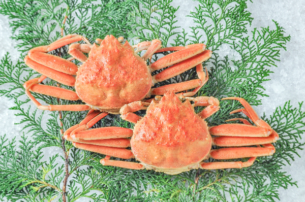 本ズワイガニとは？ズワイガニと違うの？ズワイの語源もご紹介します海鮮おすすめ通販館