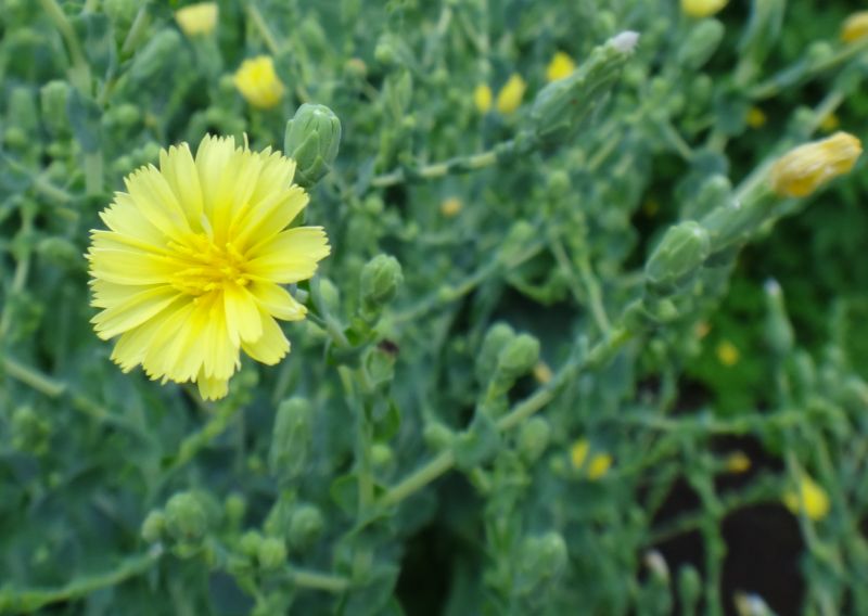 レタスの花 キク科 2015年5月19日南房総 有機農園 ねぎぼうず