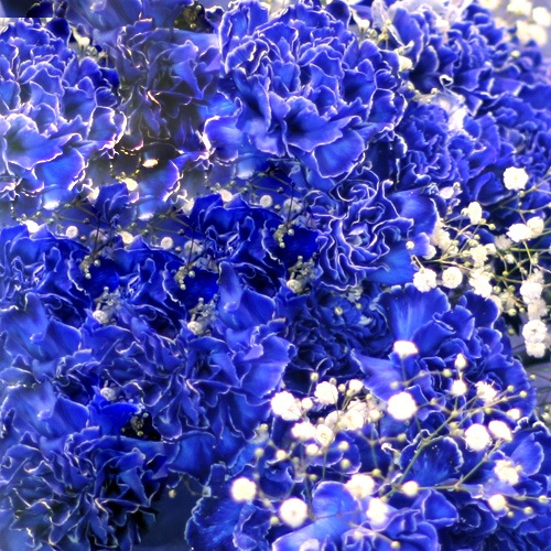 着日指定可！ 華やかな生花カーネーション アレンジメントTANP タンプ のプレゼント・ギフト通販TANP タンプ