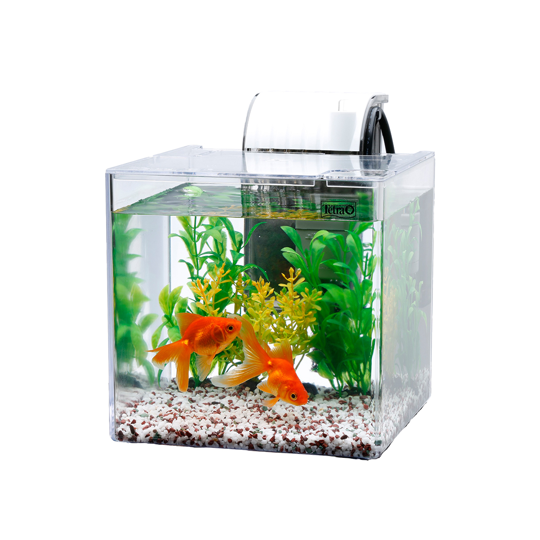 おすすめ金魚セット コメット+朱文金 各1匹チャーム