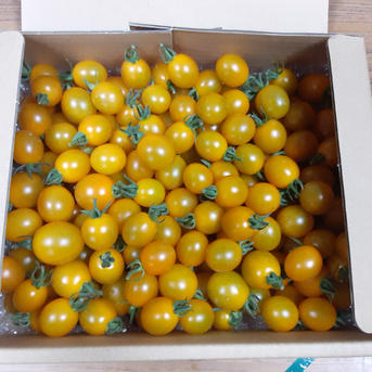 ◎トマ糖◎黄色のティポ※太陽のめぐみフルーツトマト１ｋｇ野菜 トマト 産直アウル 農家から直接野菜などの食材を購入できる産地直送の宅配通販サイト