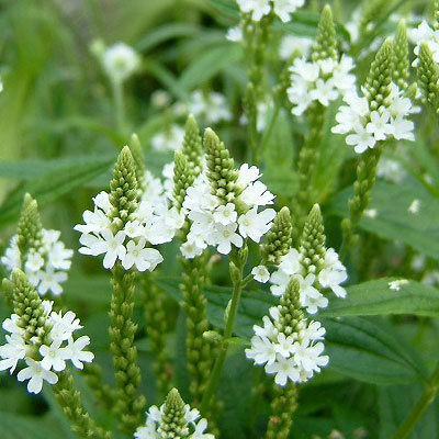 バーベナハスタータ ブルースパイヤー - 最新情報とブログ