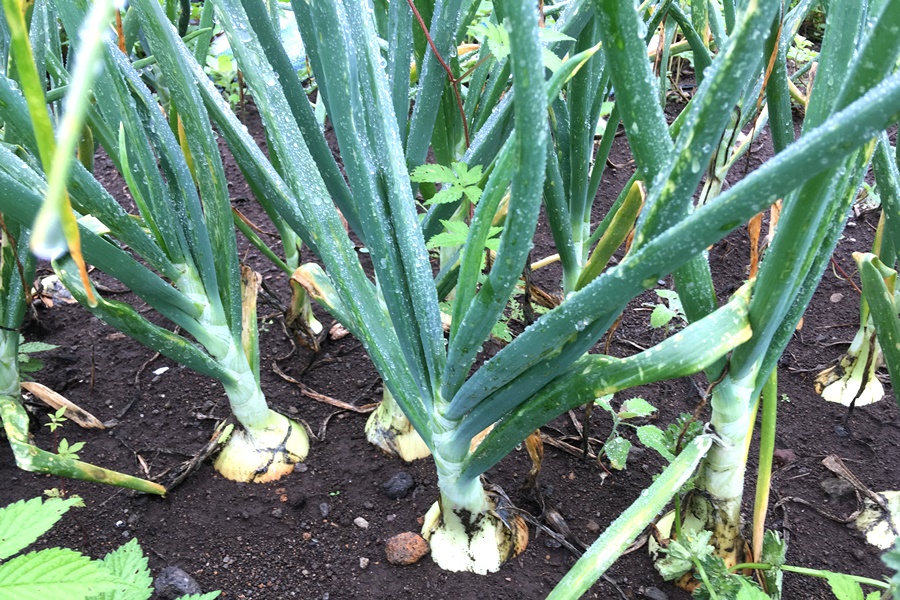 タマネギ 玉ねぎ の栽培方法と育て方 図解付き べと病の予防・土作りなど解説マイナビ農業