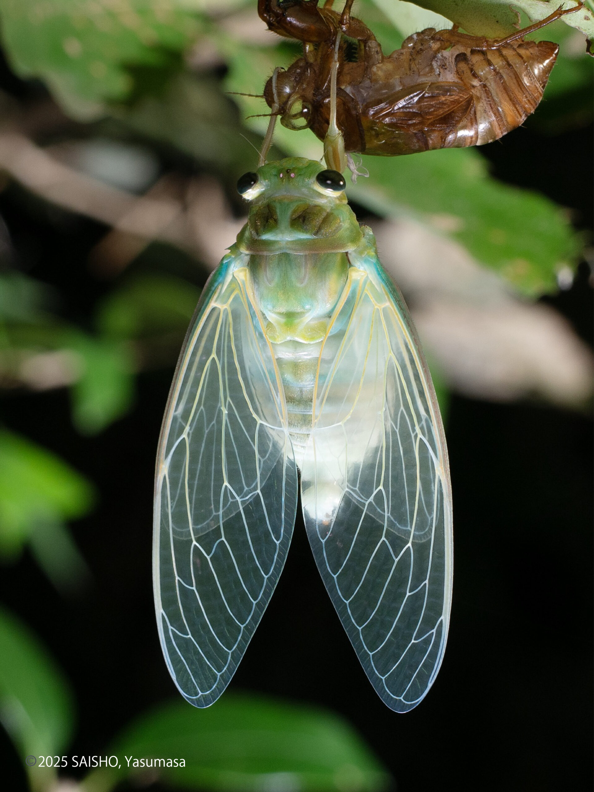 野食会の御礼 ＆ 食材としてのソフトシェル蝉をごくシンプルに食べてみた野食ハンマープライス