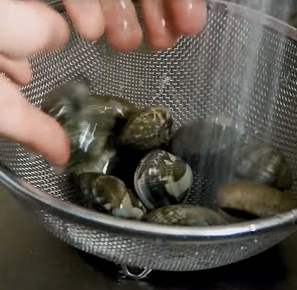 失敗しない！あさりの砂抜き・塩抜きの方法