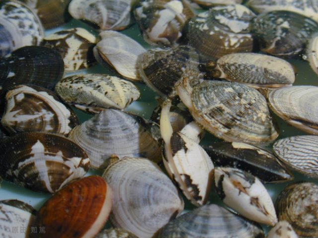 じゃりっにサヨナラ！ あさりの砂抜きのコツを徹底解説♪ 保存方法&おすすめ簡単レシピも紹介