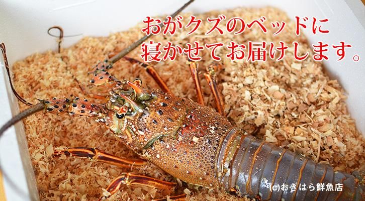 伊勢海老を味わう会 – お知らせ日本料理 日影茶屋