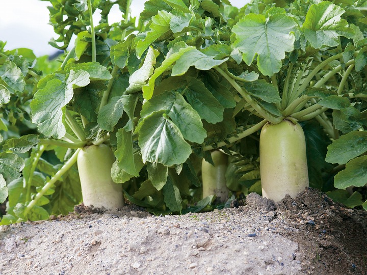 大根の種まきが遅れるとどうなる？挽回策と栽培時期の全て