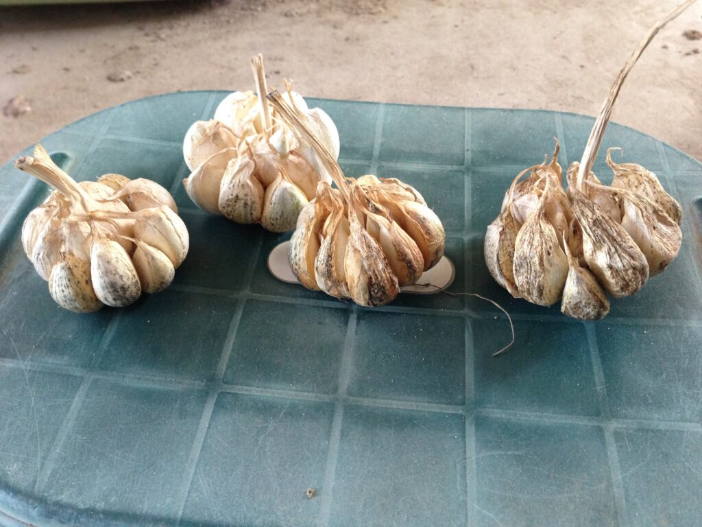 にんにくの乾燥方法について青森県産にんにく栽培・通販 農業生産法人株式会社よしだや