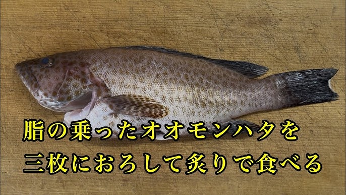 とやまの「ブリ」たっぷり脂がのった最高級魚冬の美食を求めて ぐるりとめぐる富山湾の旅Discover Japanディスカバー・ジャパン