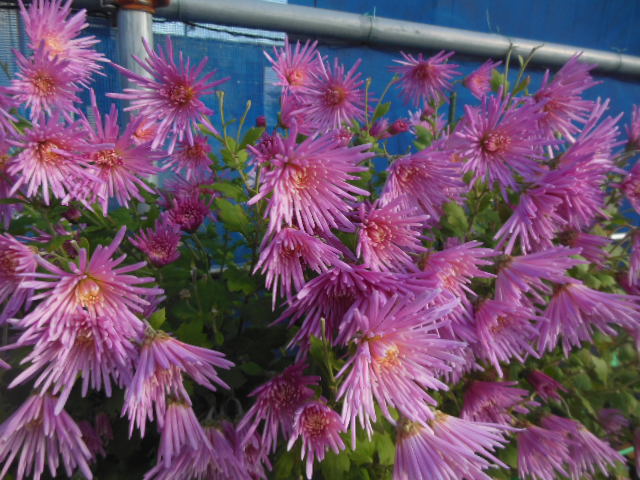 食用菊の植え替え、今年は